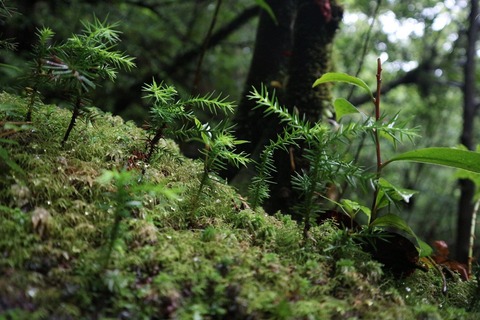 写真 2019-07-04 11 22 00